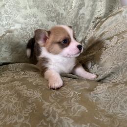 Cary Grant - Red male Pembroke Welsh Corgi puppy in Louisburg, North Carolina from Lucky Penny Corgis