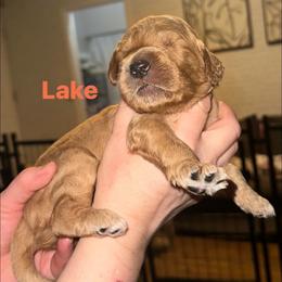 Lake - Apricot male Goldendoodle puppy in Prosperity, Pennsylvania from Stelladoodles & Company