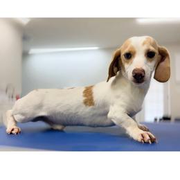 Peanut - Dachshund