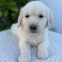 Blue Collar Boy - Light golden male Golden Retriever puppy in Utah from Deseret Peak Goldens