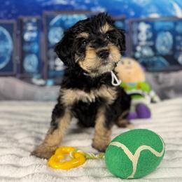 Mr. Potato Head - Tri-color male Bernedoodle puppy in Lake Panasoffkee, Florida from Donnas Deluxe Doodles LLC