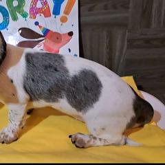 Eaglet - Dachshund puppy from Paula's Dachsunds