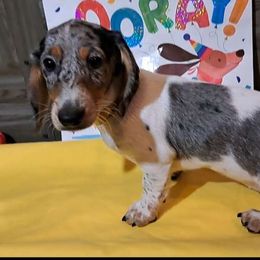Eaglet - Dachshund puppy from Paula's Dachsunds