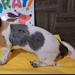 Eaglet - Dachshund puppy from Paula's Dachsunds