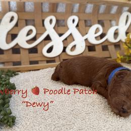 Dewy - Red  male Poodle puppy in Boyes, Montana from Strawberry Poodle Patch