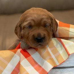 Ginger - Red  female Goldendoodle puppy in Rocky Point, North Carolina from CelticDoods