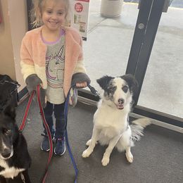 Border Collies from Kano Border Collies