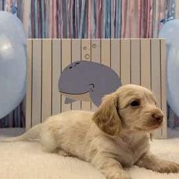 Dachshund Puppies from Hot Diggity Doxies of Dothan