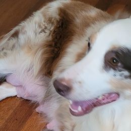 Australian Shepherds and Miniature Australian Shepherds from Ardent Aussie Acres