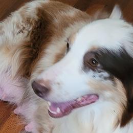 Australian Shepherds and Miniature Australian Shepherds from Ardent Aussie Acres