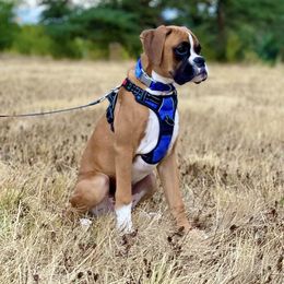 Boxer Puppies from Von Royal Dell'Infinite Bellissimo Deutscher