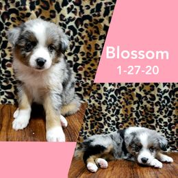 Australian Shepherd and Miniature Australian Shepherd Puppies from J&B Farms