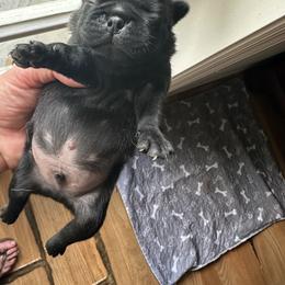 Monty - Black male Pug puppy in Boynton Beach, Florida from Camp Pug