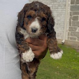 Cinnamon - Sable male Bernedoodle puppy in Richmond, Texas from Harper’s Heartbeats