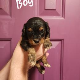 Leaf - Black and tan male Cavapoo puppy in Mooresville, North Carolina from Adelaide Cottage