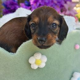Rowan long hair - Sable male Dachshund puppy in Lakeland, Florida from Elite Doxies Florida