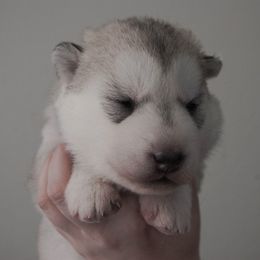 Siberian Husky Puppies from Shedenara Siberians