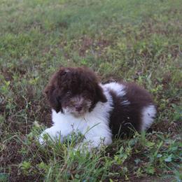 Aladdin - Parti male Poodle puppy in Loretto, Tennessee from K Kountry Farm