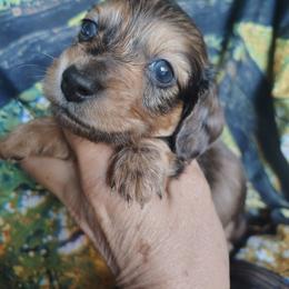 Puppy 1 - Dapple male Dachshund puppy in Clayton, Indiana from Love Struck Miniature Dachshunds