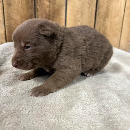 Maroon HC - Liver female German Shepherd puppy in Terra Alta, West Virginia from Shepherd Country Farm and Kennels