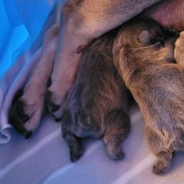 French Bulldog Puppies from 4 Leaf Frenchies