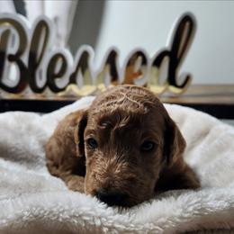Kio - Red  male Poodle puppy in Spartanburg, South Carolina from Taya's Pups