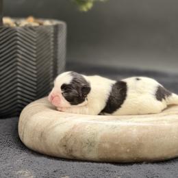 Girl 3 - Black tan and white female Japanese Chin puppy in Clark County, Nevada from My Pride Poodles & Japanese Chins