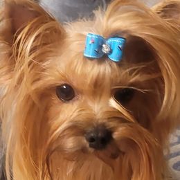 Yorkshire Terriers from CYPRESS FALLs YORKIES