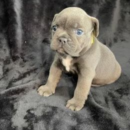 Companion Cross Puppies from BULLDOGS