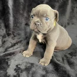 Companion Cross Puppies from BULLDOGS