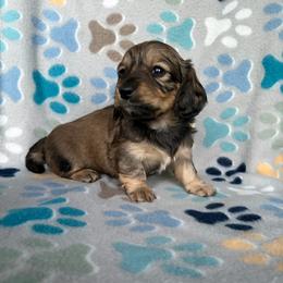 Tussy - Sable female Dachshund puppy in Temple, Texas from Brit’s Doxie Crossing
