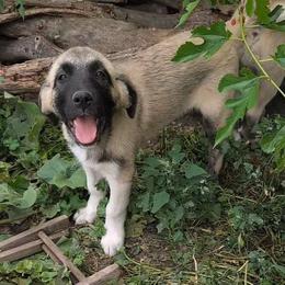Girl 3 - Fawn female Anatolian Pyrenees puppy in Marysville, Ohio from Brotherton Family Farms