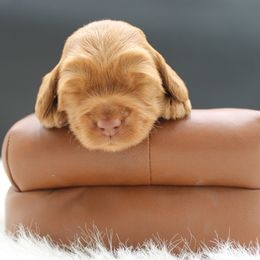 Taj - Red female Australian Cobberdog puppy in Bellingham, Minnesota from Whispering Prairie Australian Cobberdog