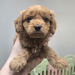 Boy 2 - Red male Cavapoo puppy in Conklin, Michigan from Lake Michigan Couture Cavapoos & Cockapoos