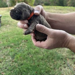 Orange - Brown male Cocker Spaniel puppy in Palestine, Texas from Chocolate Cocker Spaniels