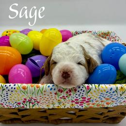 Bernedoodle, Goldendoodle, and Golden Mountain Doodle Puppies from Bailey Mountain Doodles