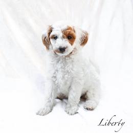 Liberty - Parti female Goldendoodle puppy in Boise, Idaho from Goldendoodle Baby