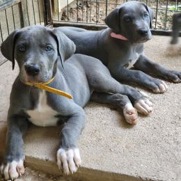 Great Dane Puppies from Grant’s Gorgeous Greats