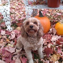 Reese - Cockapoo