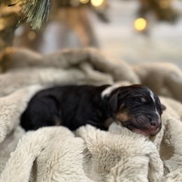 Fritz - male Golden Mountain Doodle puppy in Victoria, Texas from Deidre's Doodles