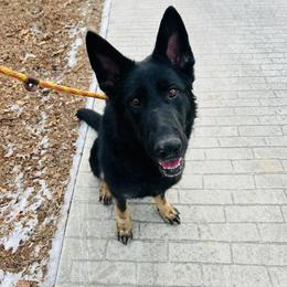 Harmony - German Shepherd