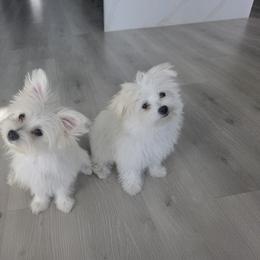 Coco and Chanel - White female Maltese puppy in Terrell, Texas from PBJ Farms