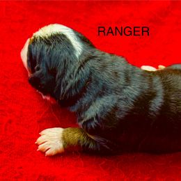 Ranger OFA - Black rust and white male Bernese Mountain Dog puppy in Strasburg, Ohio from Lois Allison
