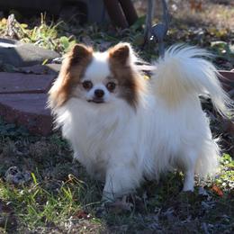 CJ - Chihuahua