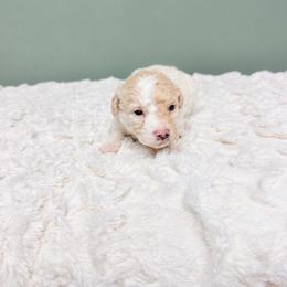 Boy 4 - Apricot male Goldendoodle puppy in Springfield, Ohio from Dawson & Daryn's Royal Companions