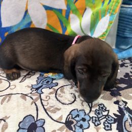 Sable - Wild boar female Dachshund puppy in Superior, Montana from Never Land Dachshunds of Montana