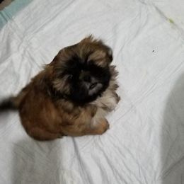 Shih Tzu Puppies from Melissa's World of Shih Tzus