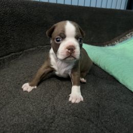 Boy 1 - Boston Terrier puppy in Jupiter, Florida from CJM Boston and Boxer Puppies