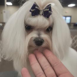 Phoebe - Maltese