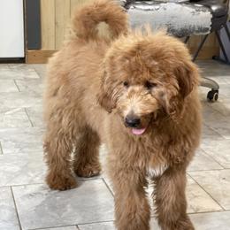 Boy 2 - male Goldendoodle puppy in Sugarcreek, Ohio from True Hearted Doodles